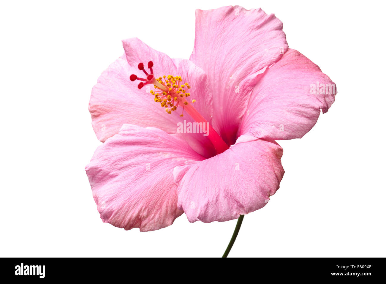 Ibisco rosa isolato su sfondo bianco. Pulire puro sfondo bianco- no grigio! Foto Stock