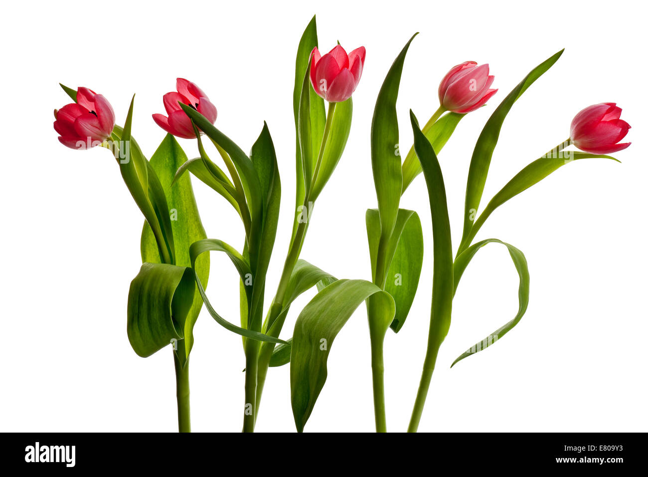 Pink tulip isolato su uno sfondo bianco Foto Stock
