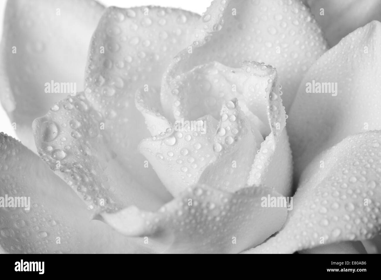 White Gardenia Blossom isolato Foto Stock