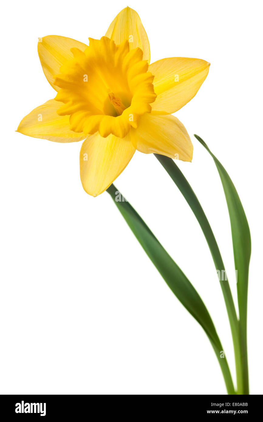 Giallo daffodil isolato su uno sfondo bianco Foto Stock