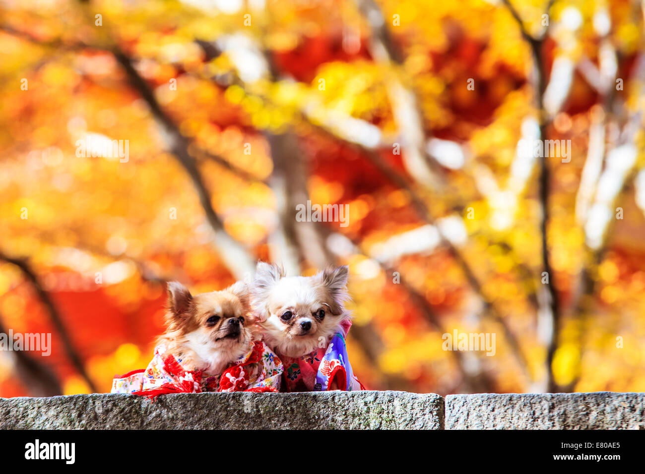 Il cane che indossa un Yukata per adv o altri usi Foto Stock