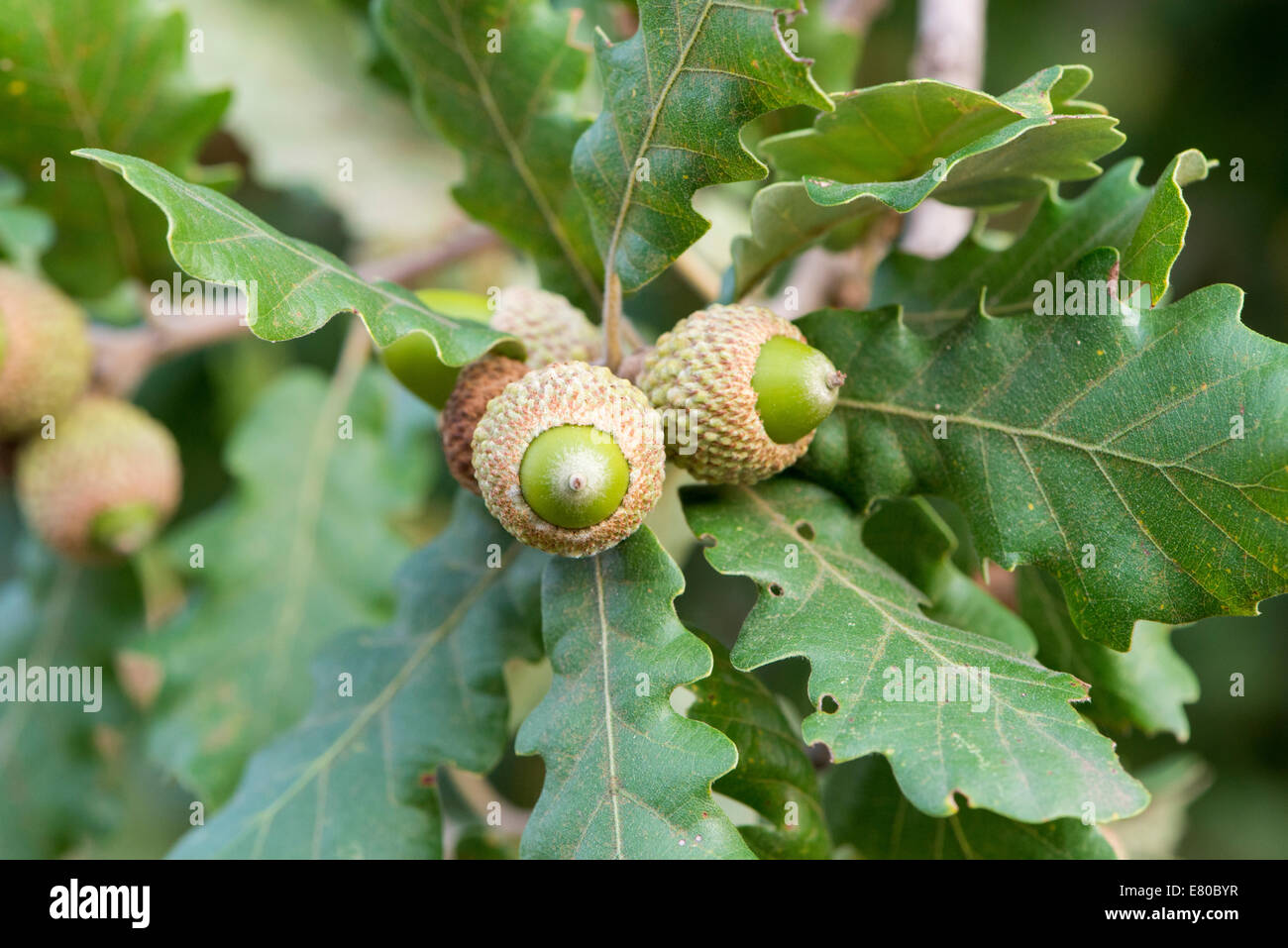 Ghiande nella struttura circondata dalla natura Foto Stock