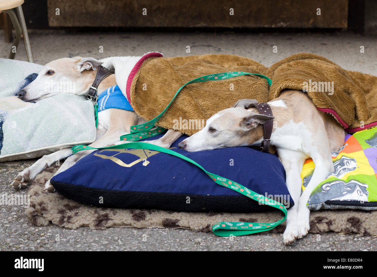 Levriero in pensione cane mantenendo calda nella sua coperta Foto Stock