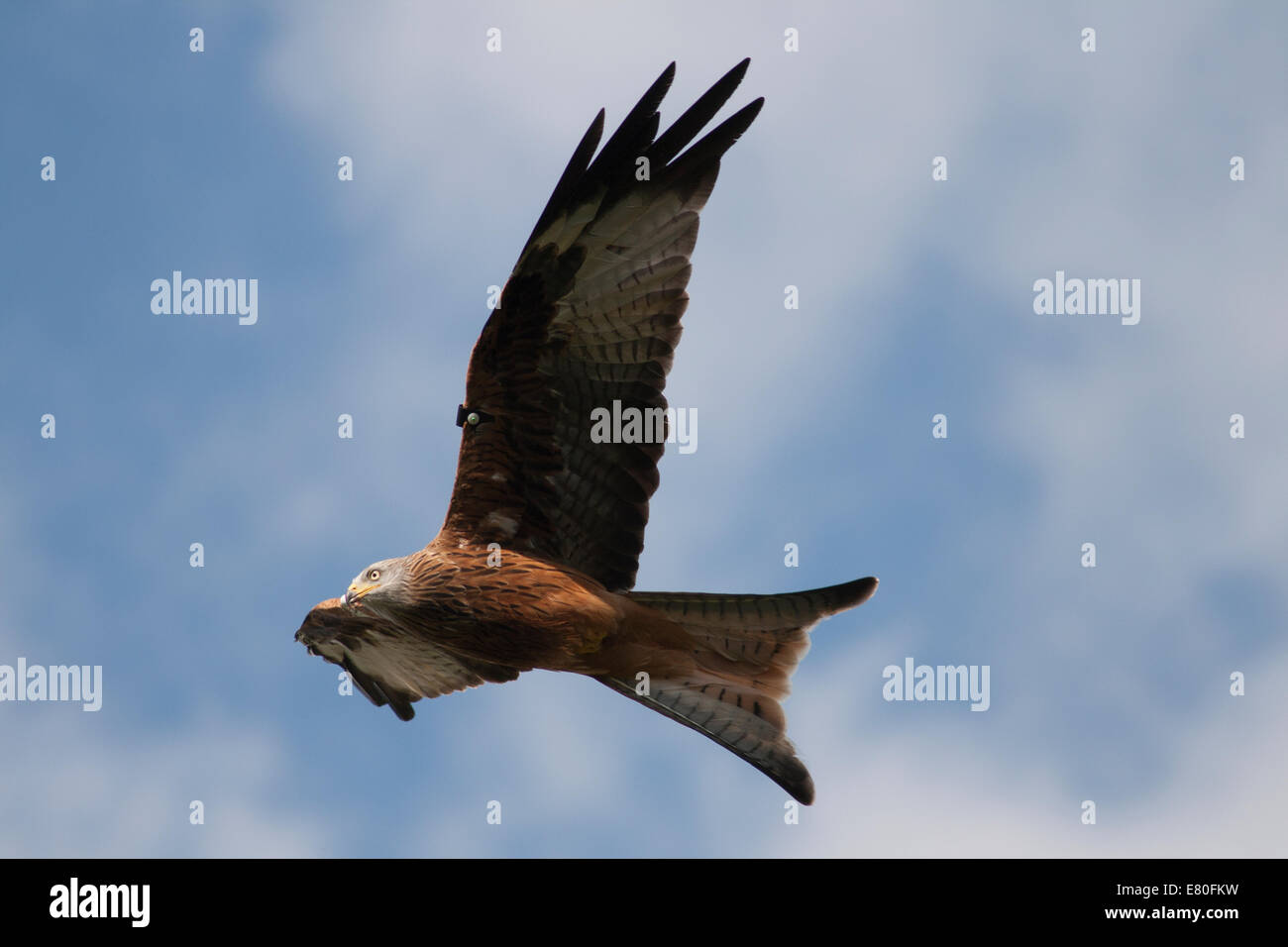 Nibbio volo sopra Gigrin Farm stazione di alimentazione, Rhayader, Mid-Wales Foto Stock