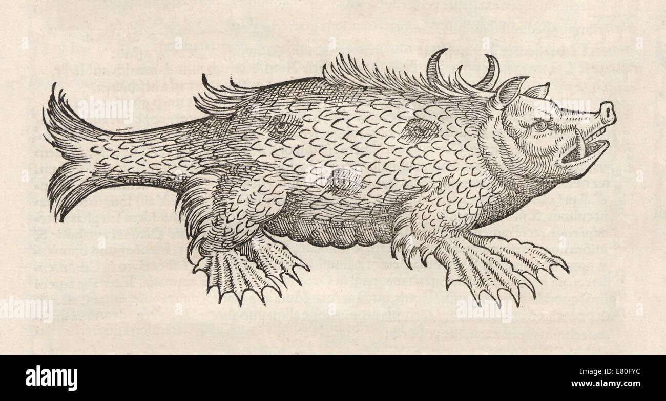 Illustrazione della balena come una creatura marina da "Historia animalium' da Conrad Gessner (1516-1565). Vedere la descrizione per maggiori informazioni. Foto Stock