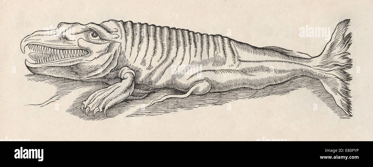 Illustrazione di una creatura marina da "Historia animalium' da Conrad Gessner (1516-1565). Vedere la descrizione per maggiori informazioni. Foto Stock