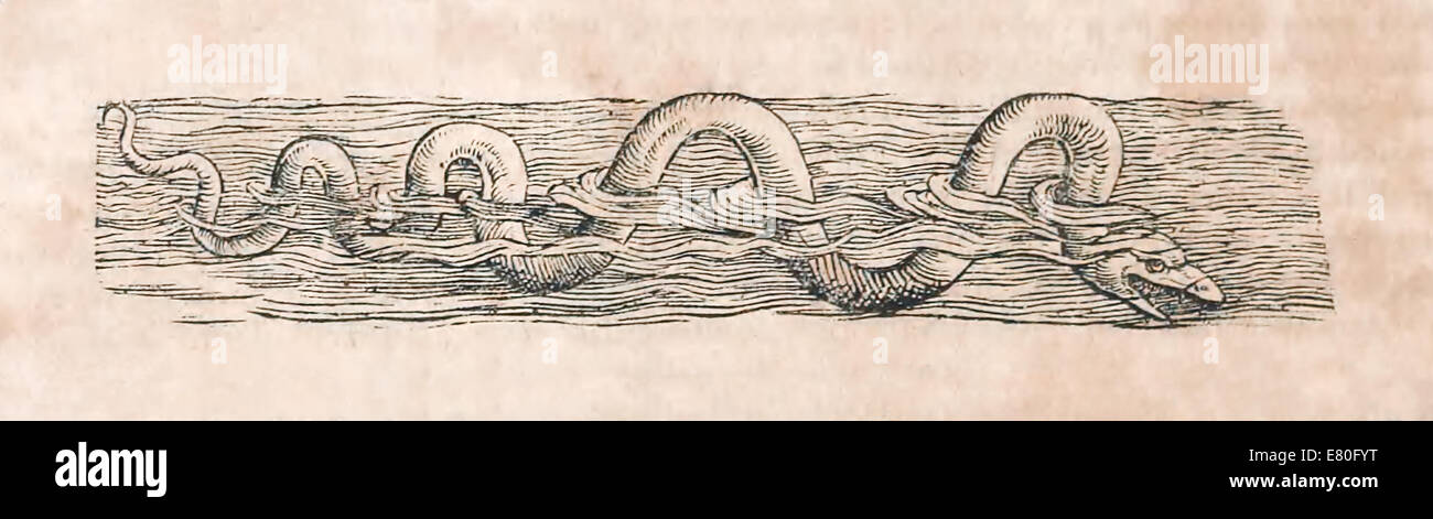 Illustrazione di una creatura marina da "Historia animalium' da Conrad Gessner (1516-1565). Vedere la descrizione per maggiori informazioni. Foto Stock