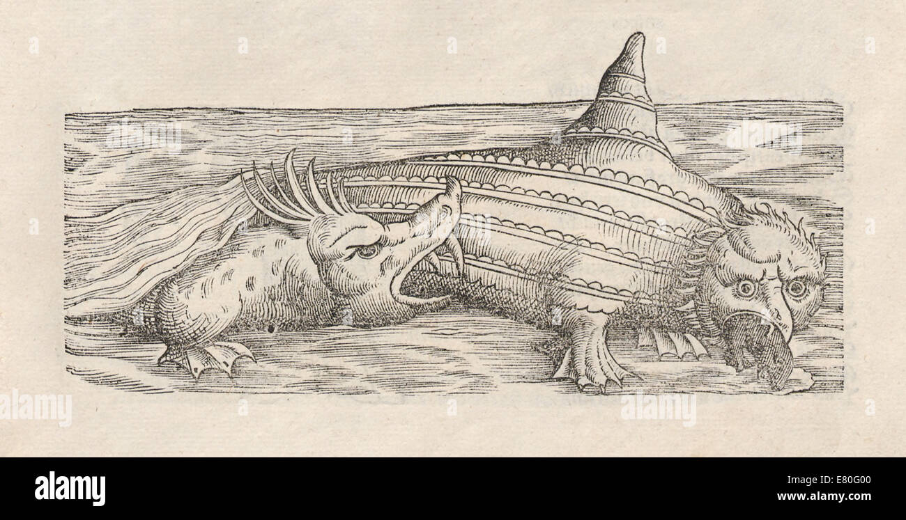 Illustrazione della Ziphius (pesce spada) sul diritto di essere attaccato da "Historia animalium' da Conrad Gessner (1516-1565). Vedere la descrizione per maggiori informazioni. Foto Stock