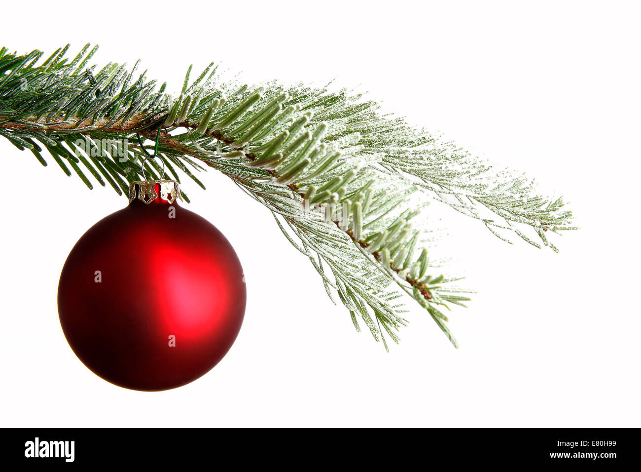 Red palla di Natale su un ramo nevoso isolato di fronte a uno sfondo bianco Foto Stock