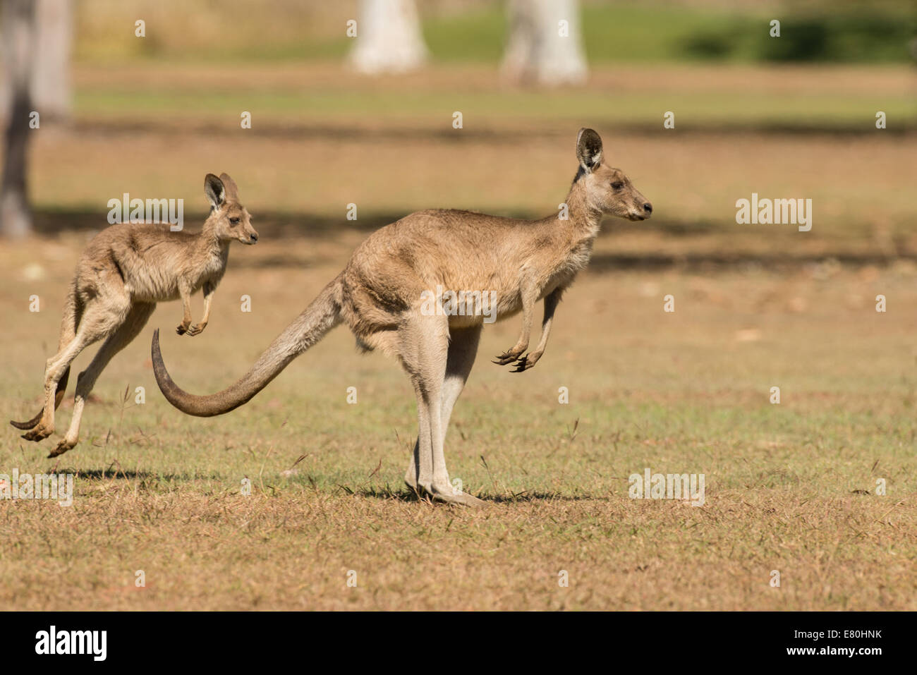 Foto di stock di un grigio orientale kangaroo hopping, Queensland, Australia. Foto Stock