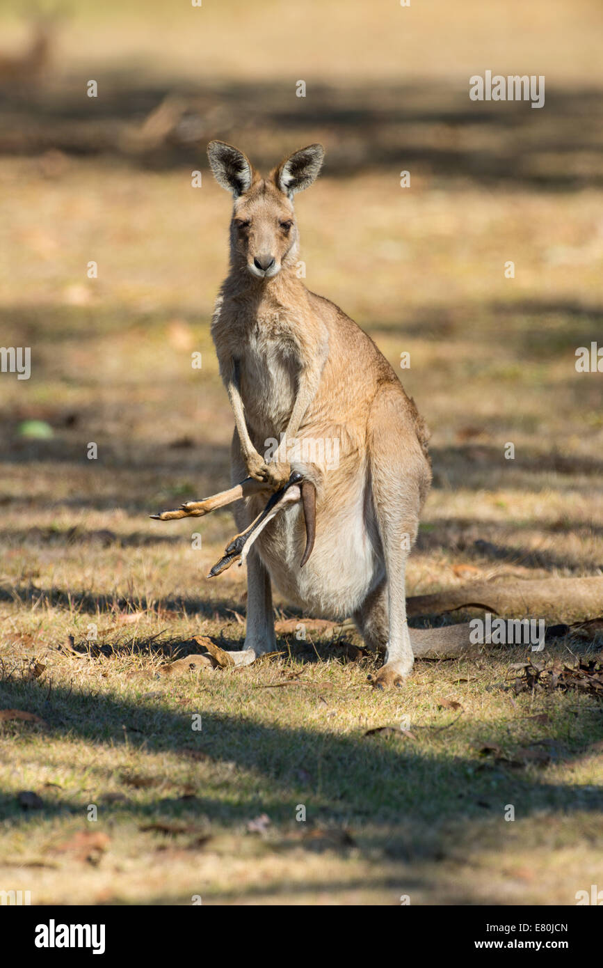 Foto di stock di un canguro joey nella sacca, Queensland, Australia. Foto Stock