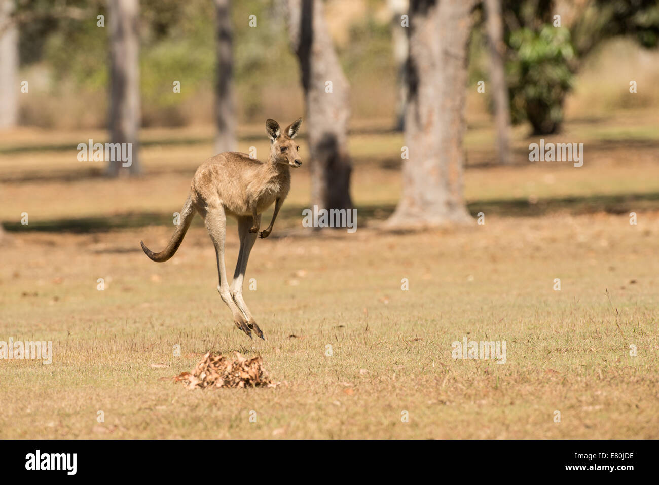 Foto di stock di un grigio orientale kangaroo hopping, Queensland, Australia. Foto Stock