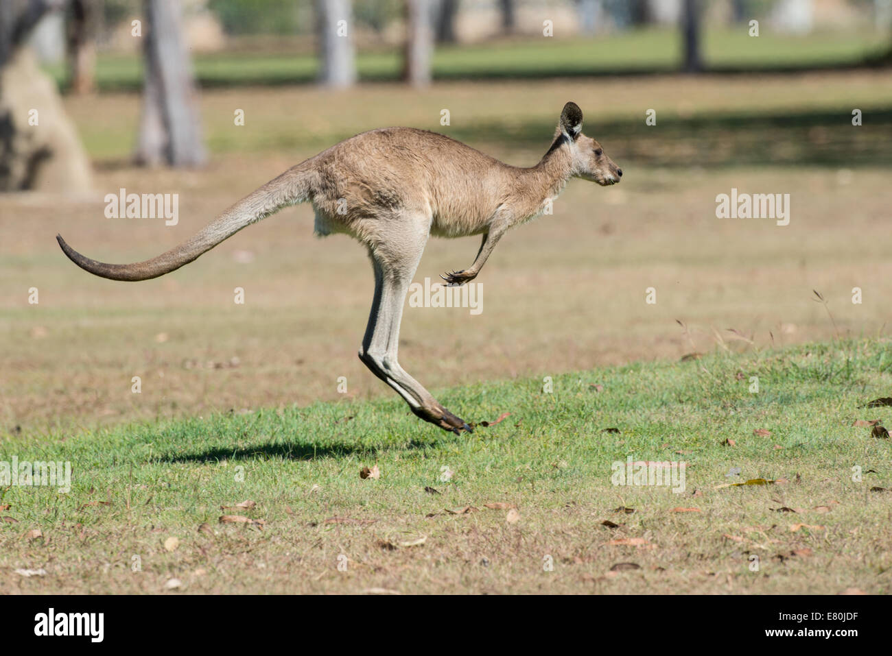 Foto di stock di un grigio orientale kangaroo hopping, Queensland, Australia. Foto Stock