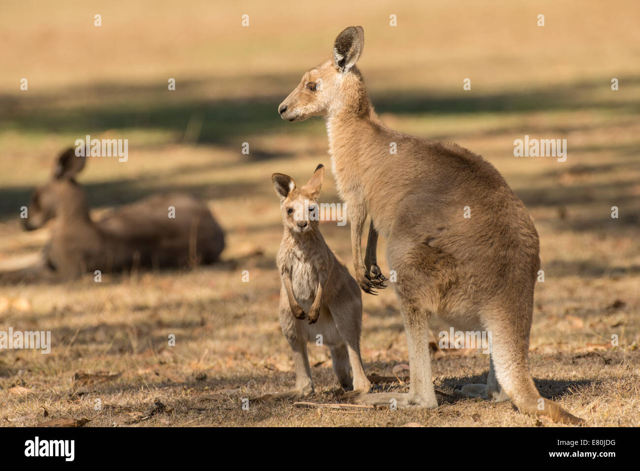 Foto di stock di un grigio orientale kangaroo joey in piedi accanto alla sua mamma. Foto Stock