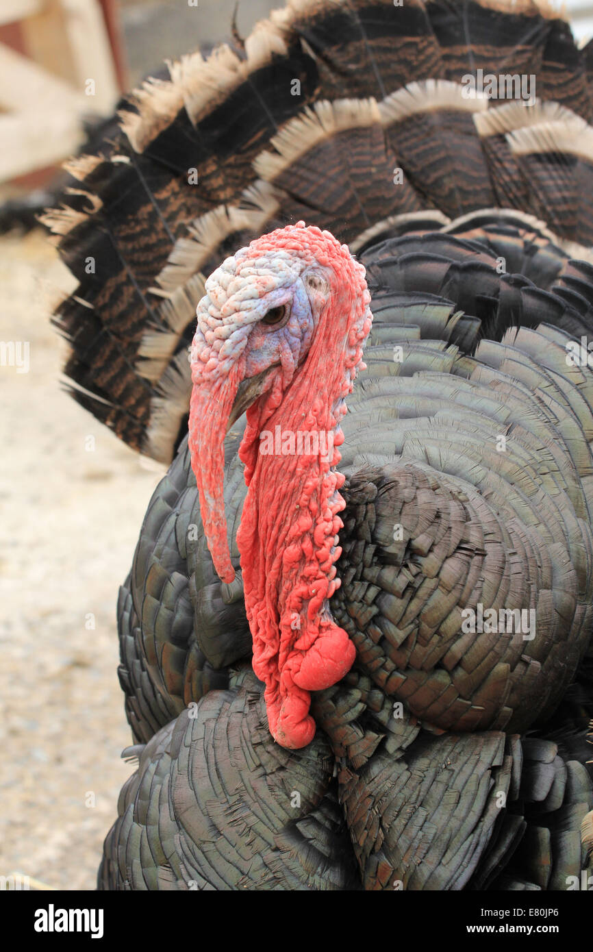 Free Range Turchia Foto Stock