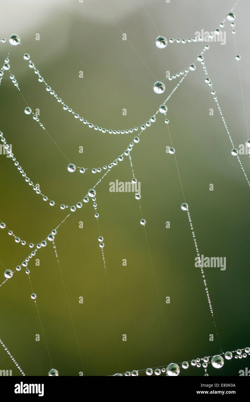 Coperti di rugiada la ragnatela Foto Stock