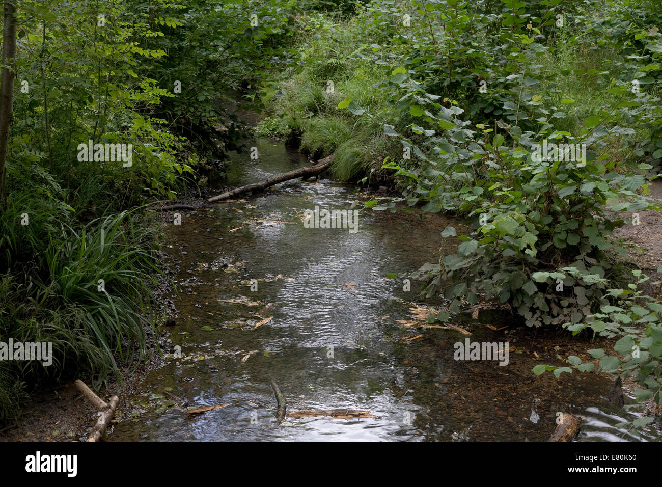 Bowmonts brook, un flusso in Pamber foresta vicino Pamber Heath Tadley Hampshire con lussureggiante vegetazione di estate Foto Stock