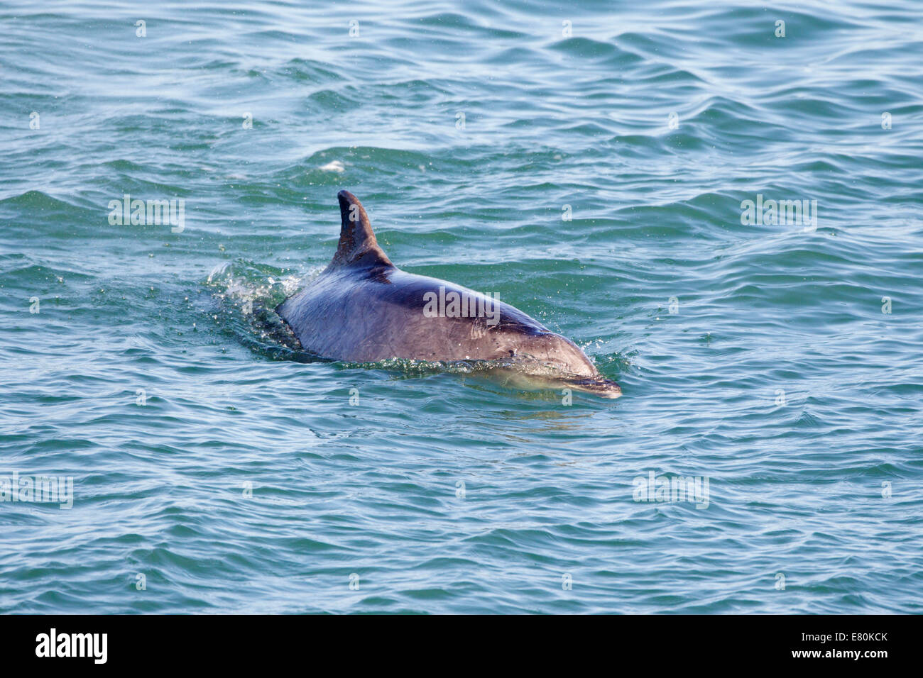 Il tursiope o delfino maggiore Foto Stock