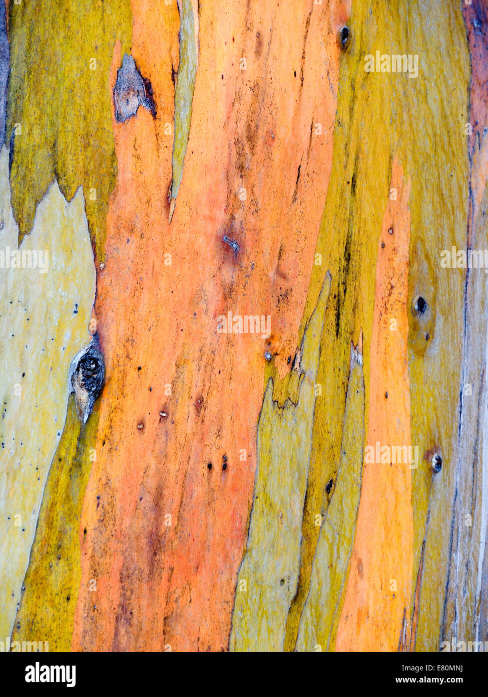 Eucalipto multicolore di corteccia di albero Foto Stock