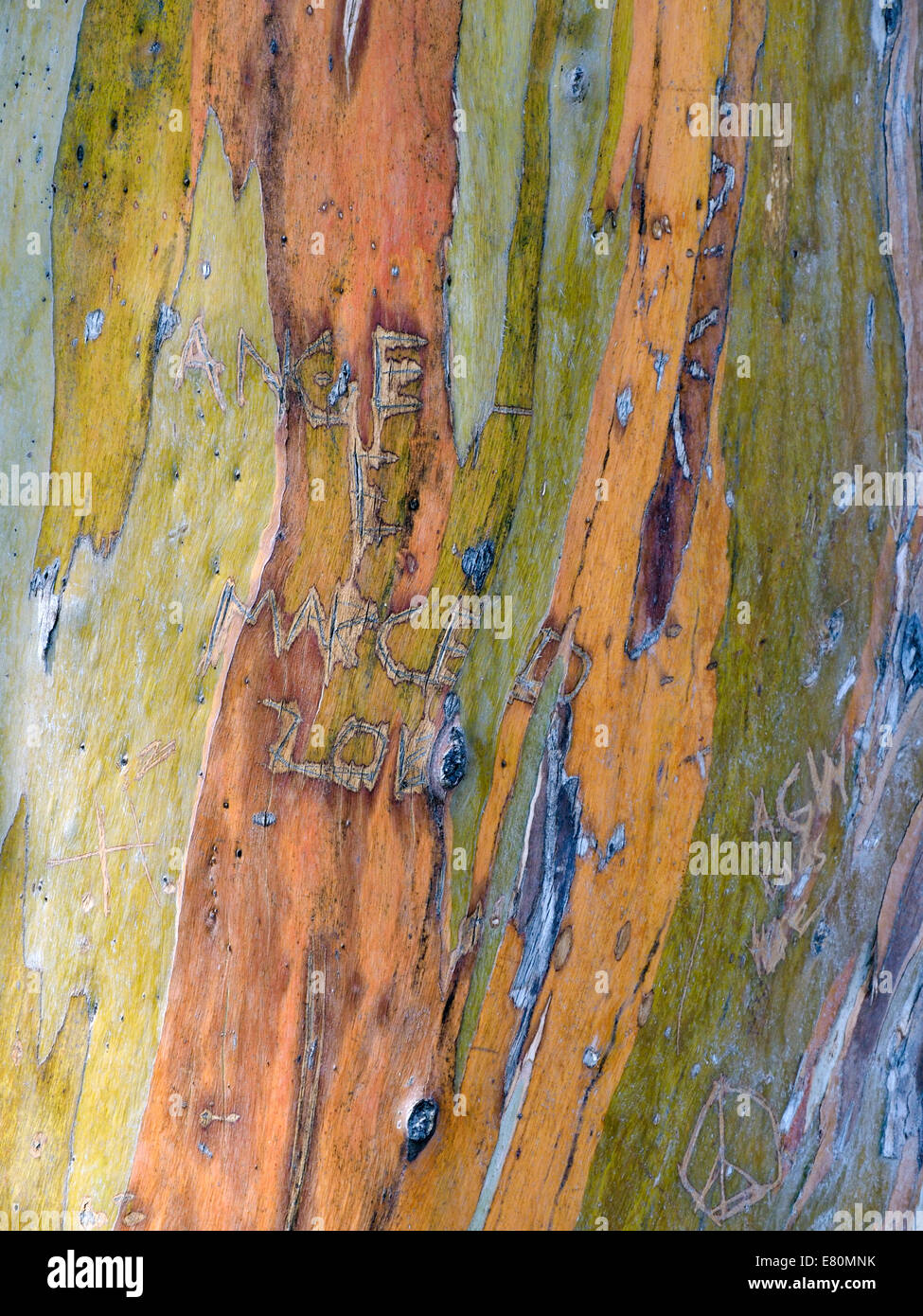 Eucalipto multicolore di corteccia di albero Foto Stock