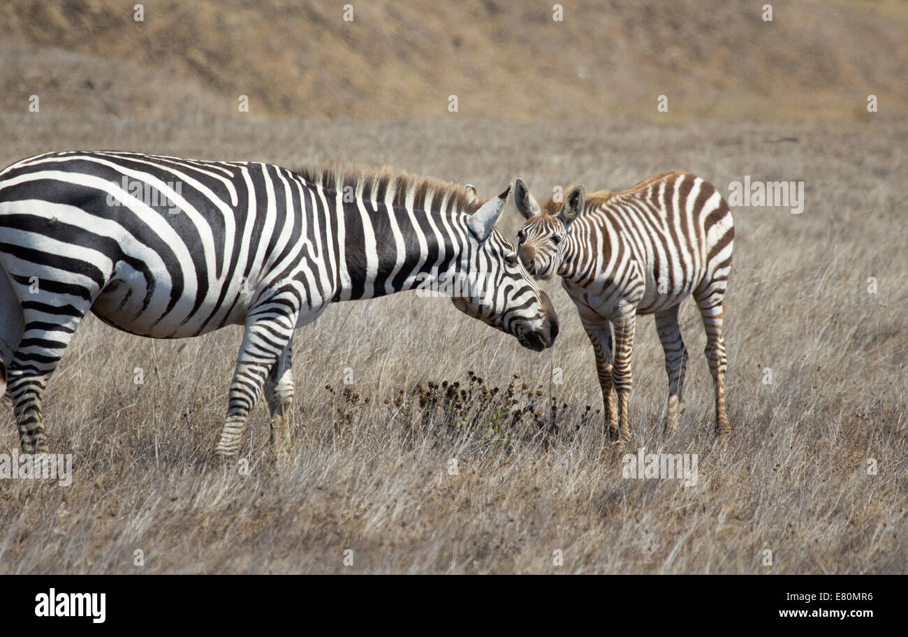 Due zebre sul Castello Hearst e proprietà Foto Stock