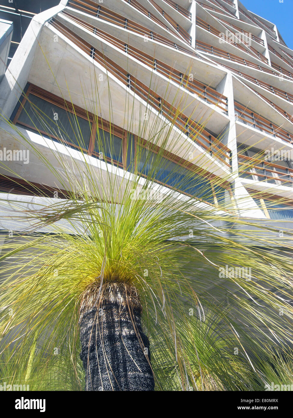 Alberi di erba dalla parte anteriore della nuova ambientalmente sostenibile edificio Nishi, NewActon, Canberra, ACT, Australia. N. PR Foto Stock