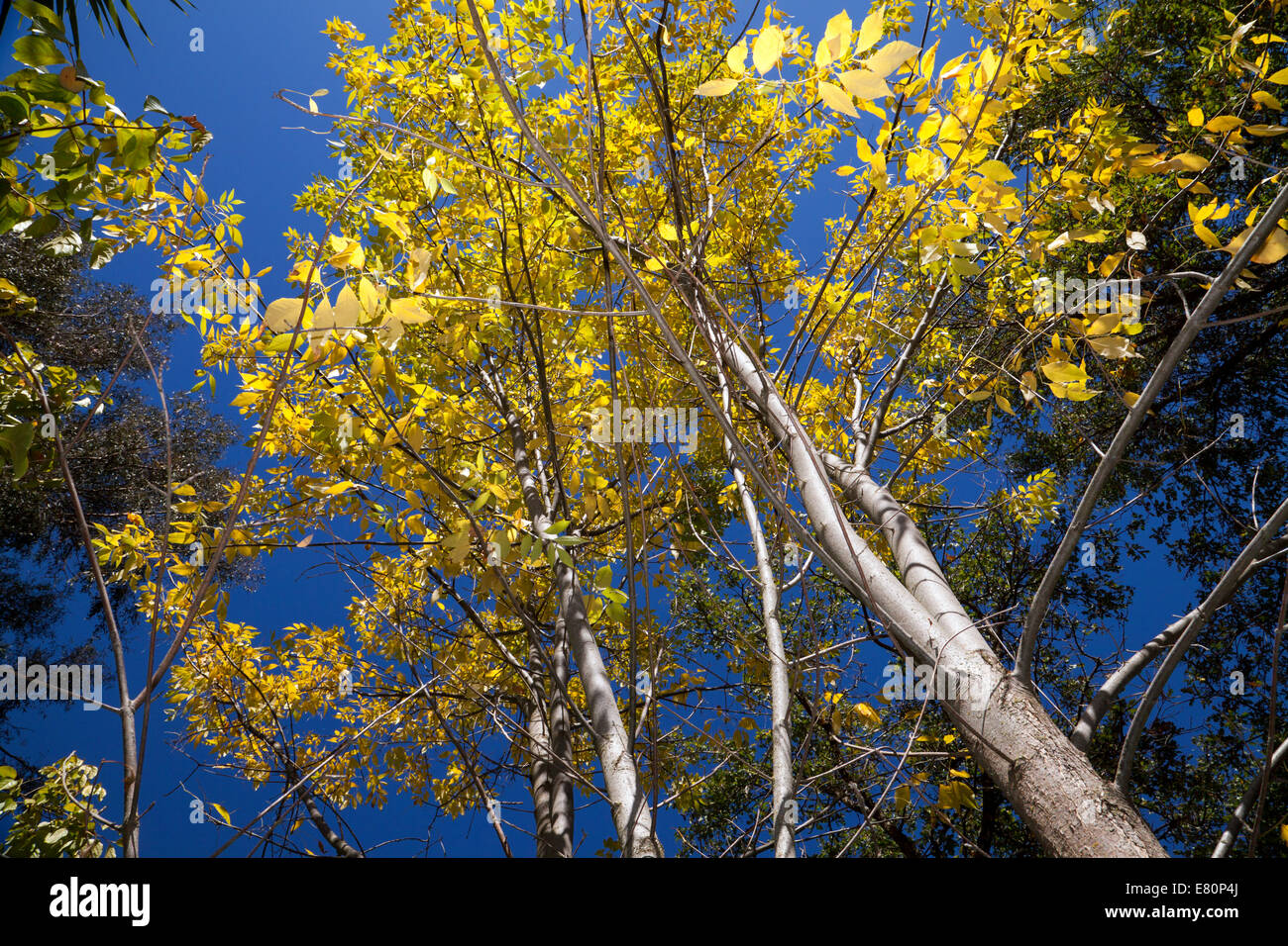 Colore di autunno, Marin County, California, Stati Uniti d'America Foto Stock