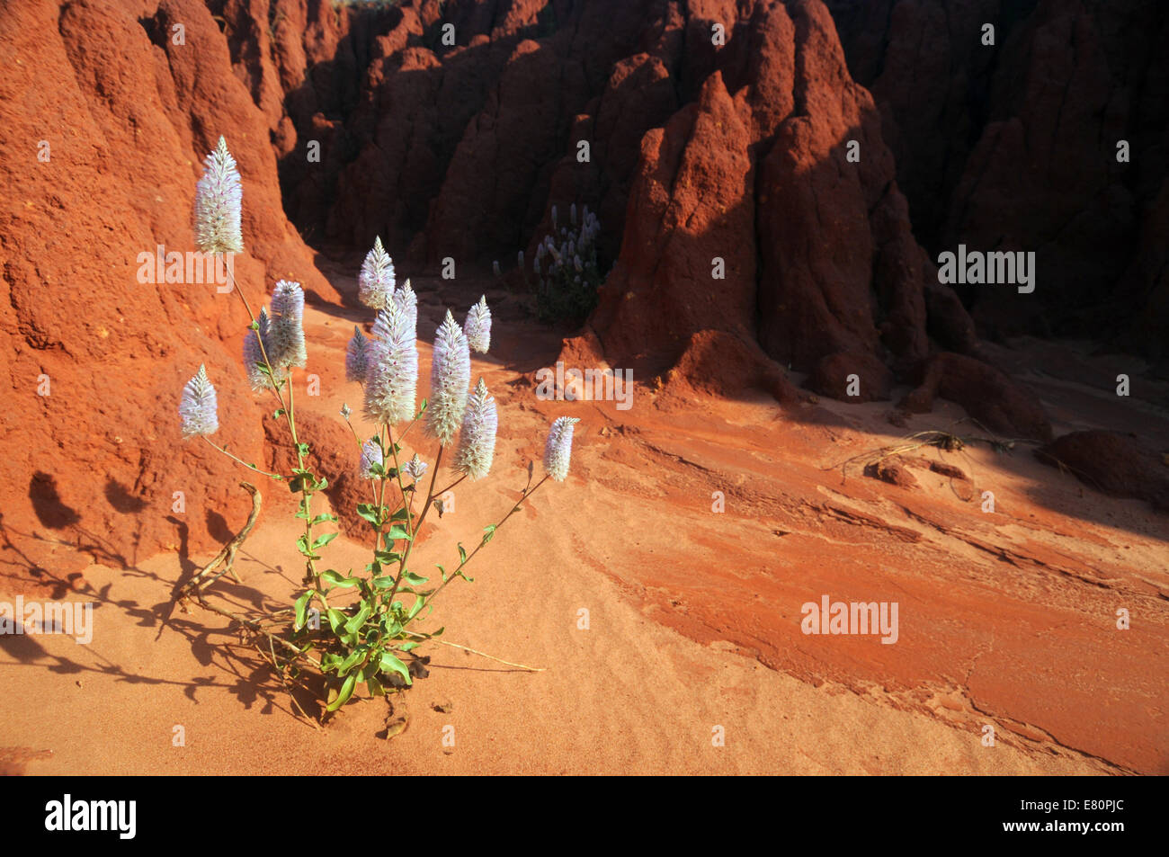 Mulla mulla (Ptilotus sp.) a James Price Point, Dampier Peninsula, regione di Kimberley, Australia occidentale Foto Stock
