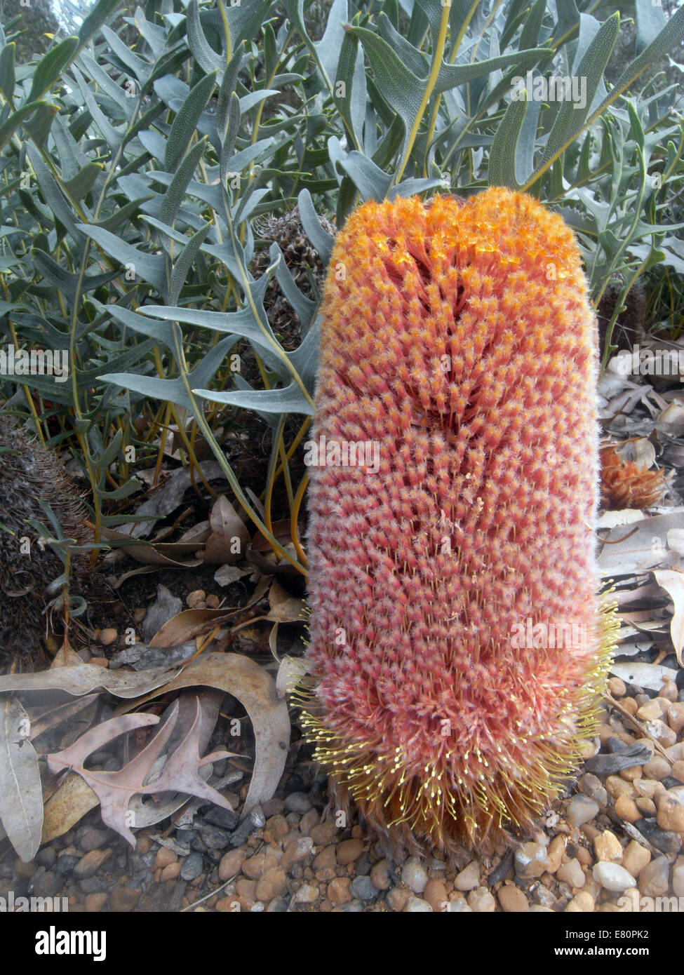 Fioritura prostrati banksia (Banksia blechnifolia), il Kings Park di Perth, Western Australia Foto Stock