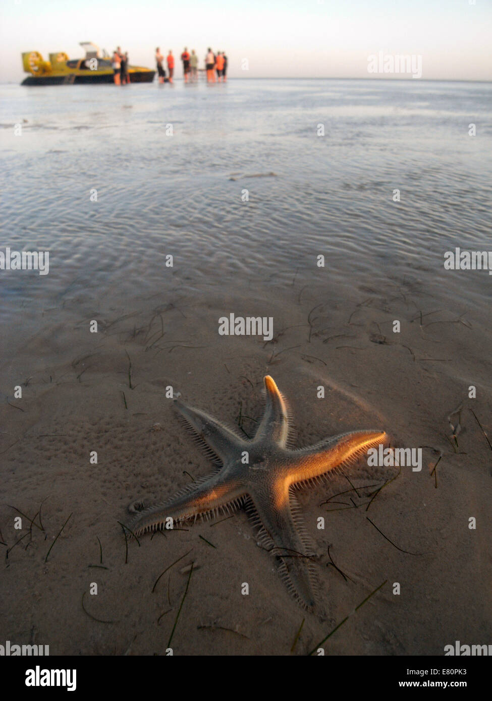 Starfish su sandflats a bassa marea, con hovercraft tour in background, Roebuck Bay, Broome, Kimberley, Australia occidentale Foto Stock