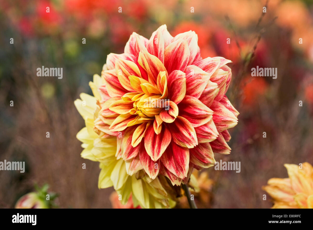 Dahlia 'Giardino Festival' in un colorato confine erbacee. Foto Stock