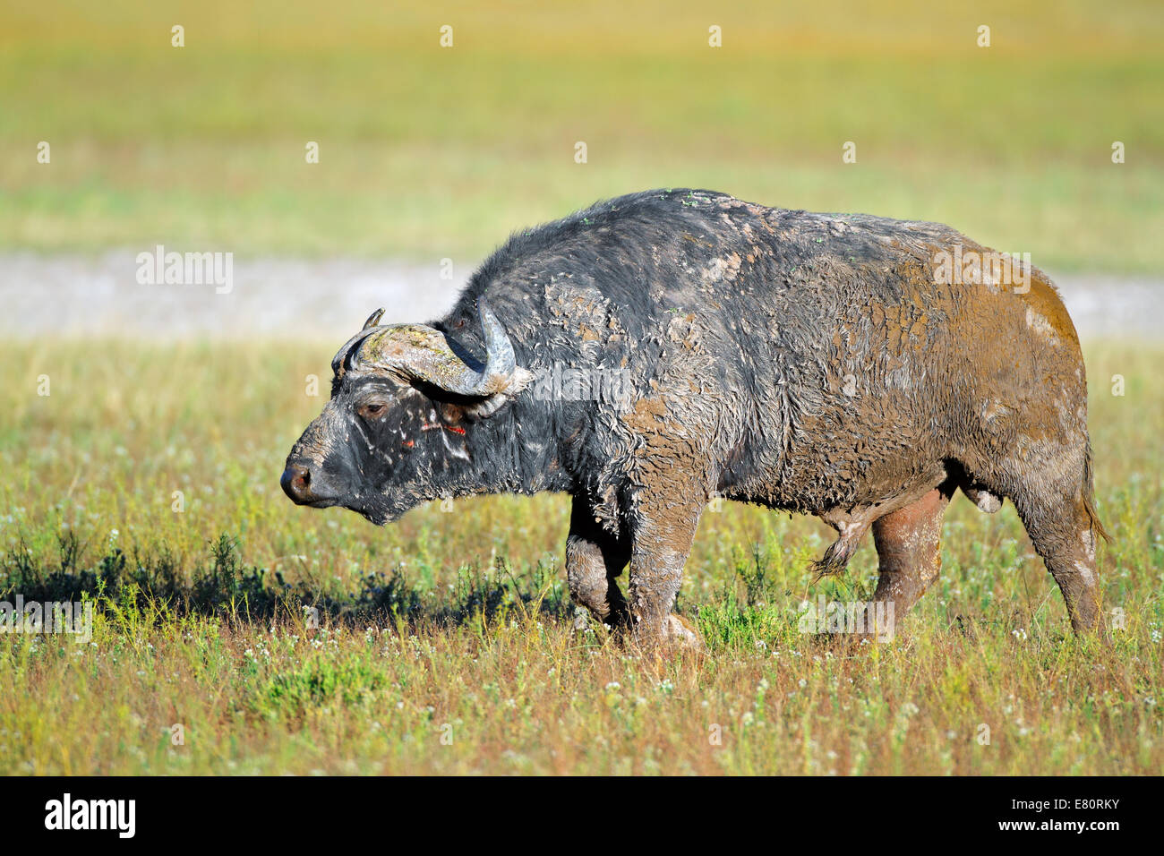 Coperti di fango africano o Cape buffalo bull (Syncerus caffer), Sud Africa Foto Stock