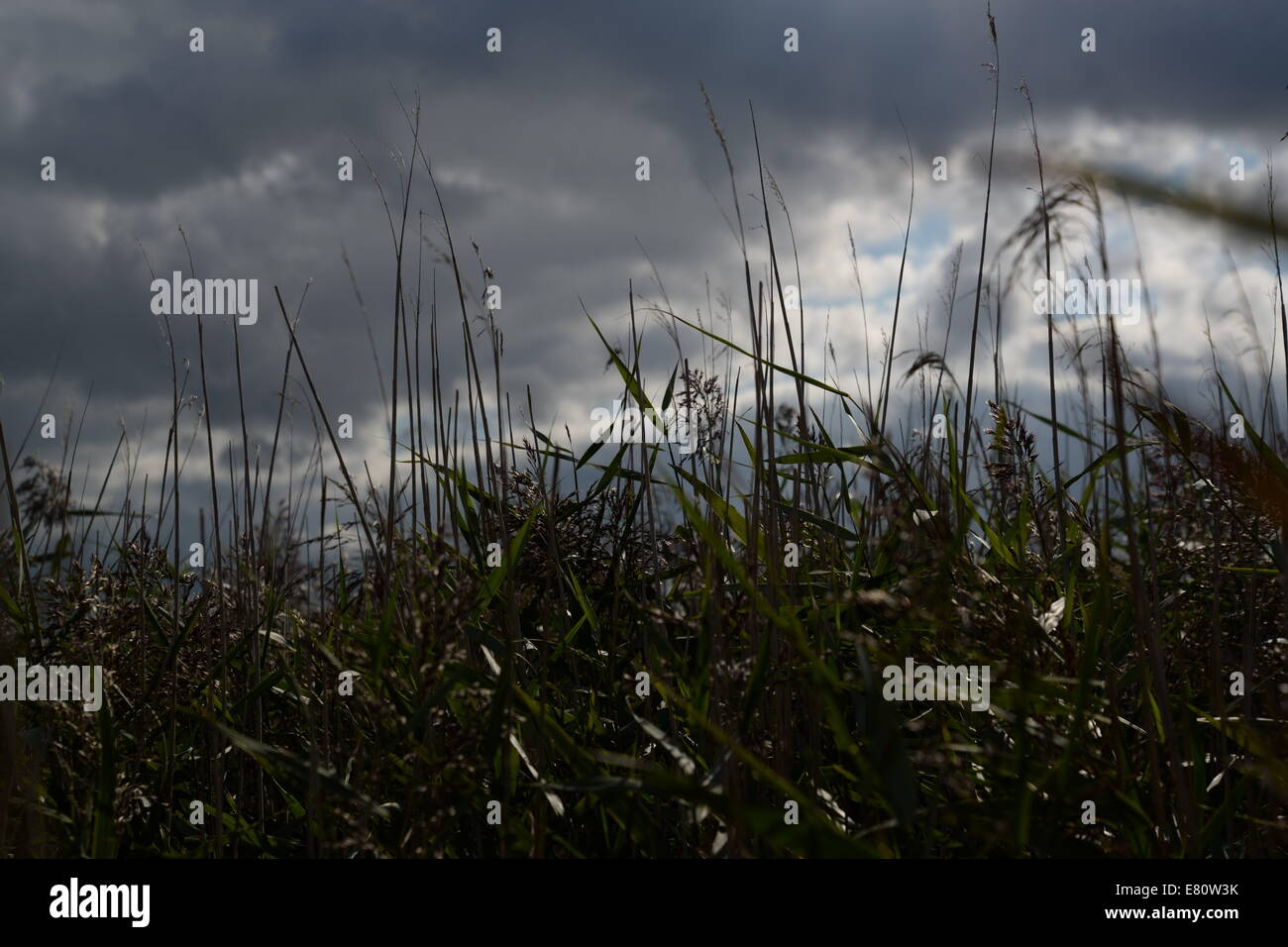 Norfolk Broads Foto Stock