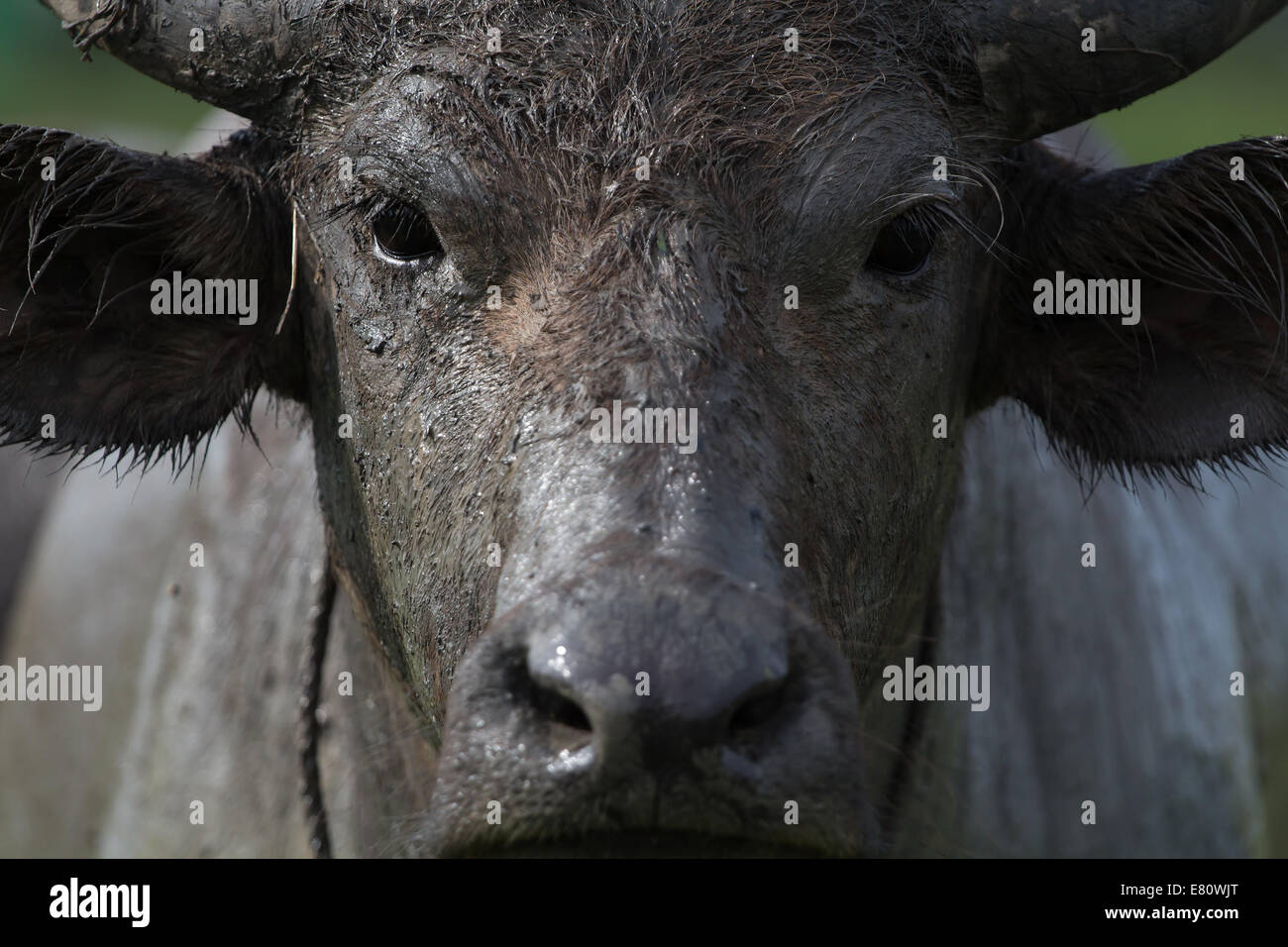 Naso di Buffalo Foto Stock