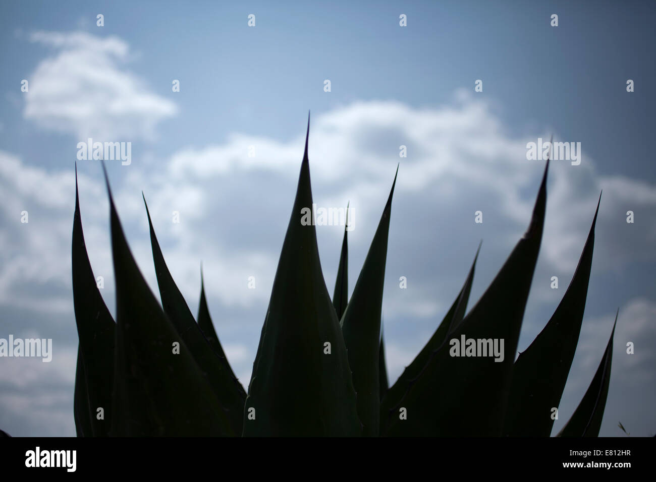 Agave cactus in Wirikuta, Real de Catorce, San Luis Potosi, Messico. Wirikuta è un luogo sacro per i Wirrarika indiani Huichol Foto Stock