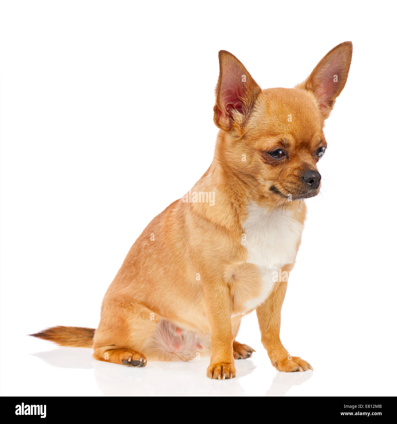 Chihuahua cane isolato su sfondo bianco. Primo piano. Foto Stock