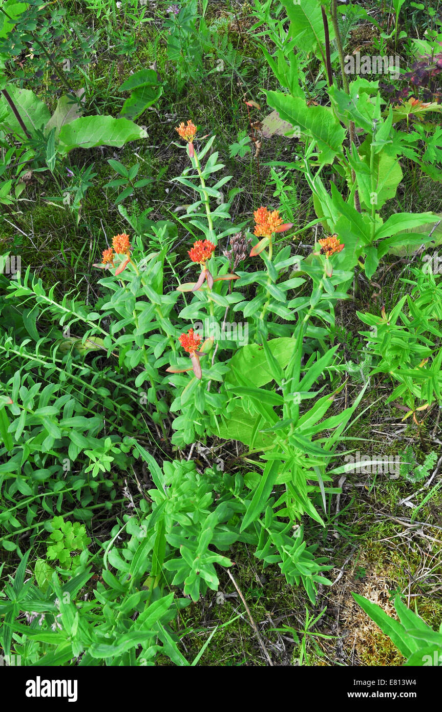 La vegetazione selvaggia degli Urali polari, Golden root (Rhodiola rosea). La Repubblica di Komi, Russia. Foto Stock