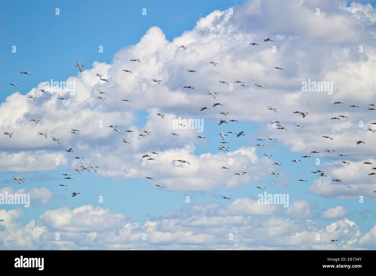 Un grande gregge di ibis sacri uccelli vola tra soffici nuvole sopra Bangweulu zone umide, Zambia Foto Stock