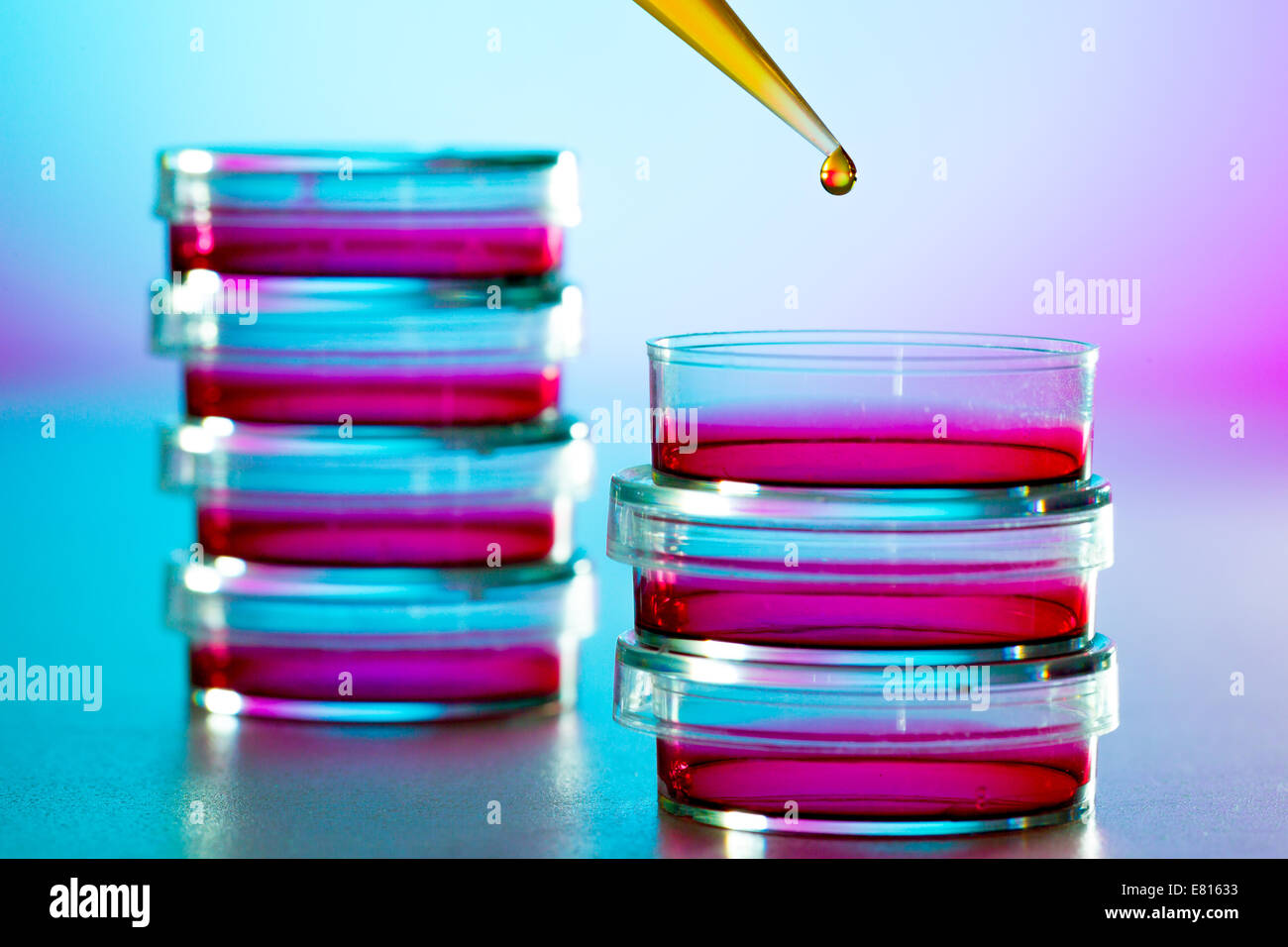 Della ricerca sulle allergie in laboratorio, piastra di petri e la pipetta Foto Stock