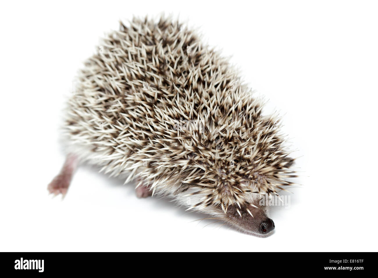 Atelerix albiventris, nana africana hedgehog. davanti a uno sfondo bianco, isolata. Foto Stock