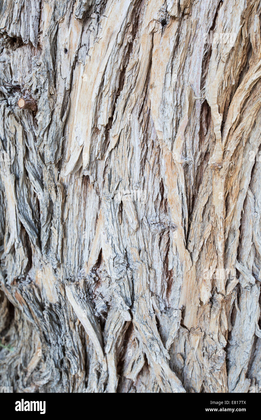 Età Texture di legno sul vecchio albero astratto dello sfondo. Foto Stock