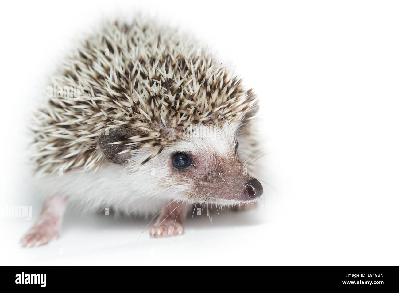 Atelerix albiventris, nana africana hedgehog. davanti a uno sfondo bianco, isolata. Foto Stock