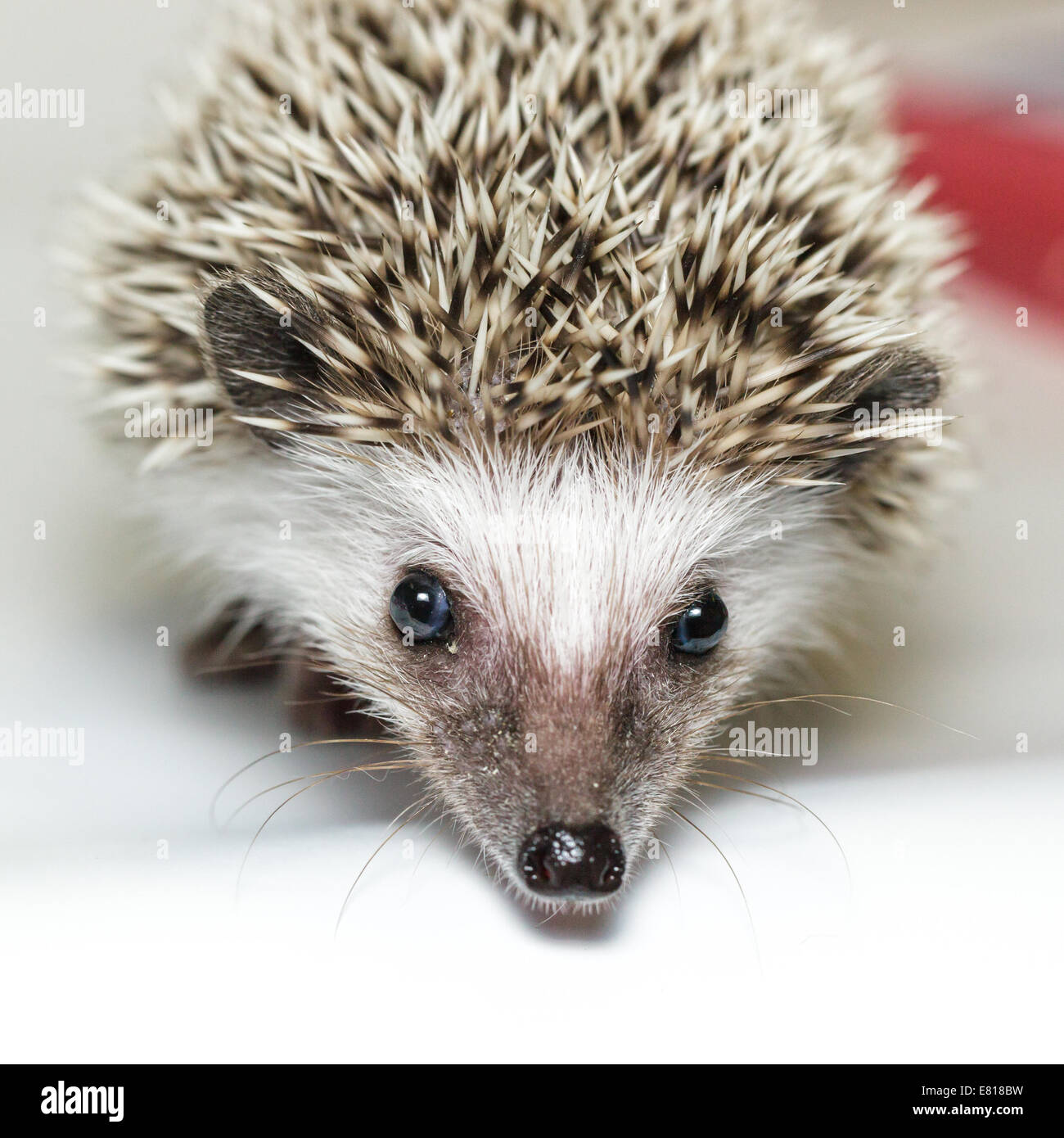Atelerix albiventris, nana africana hedgehog. davanti a uno sfondo bianco, isolata. Foto Stock
