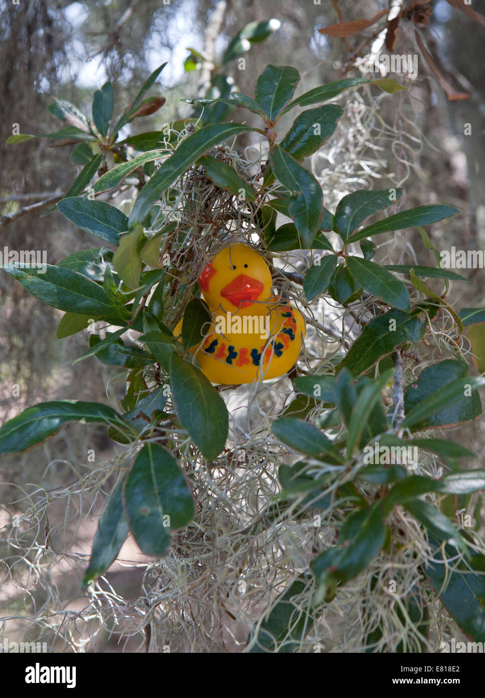 Rubber Duck in albero di Magnolia con muschio Spagnolo. Foto Stock