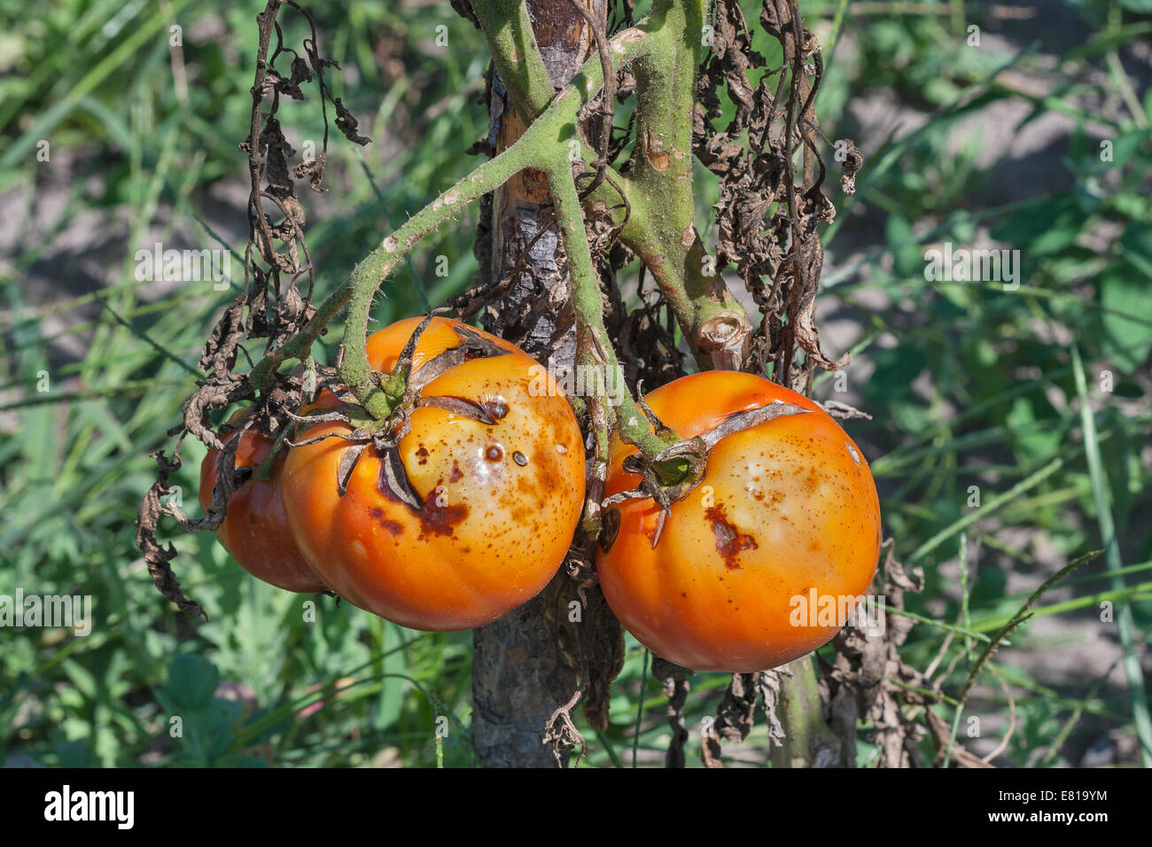 I pomodori si ammalano da phytophthora closeup Foto Stock