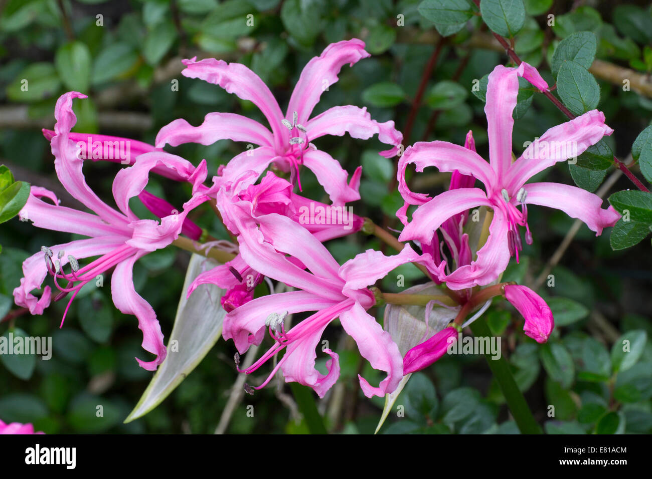 In autunno i fiori del semi-hardy South African lampadina, Nerine flexuosa Foto Stock