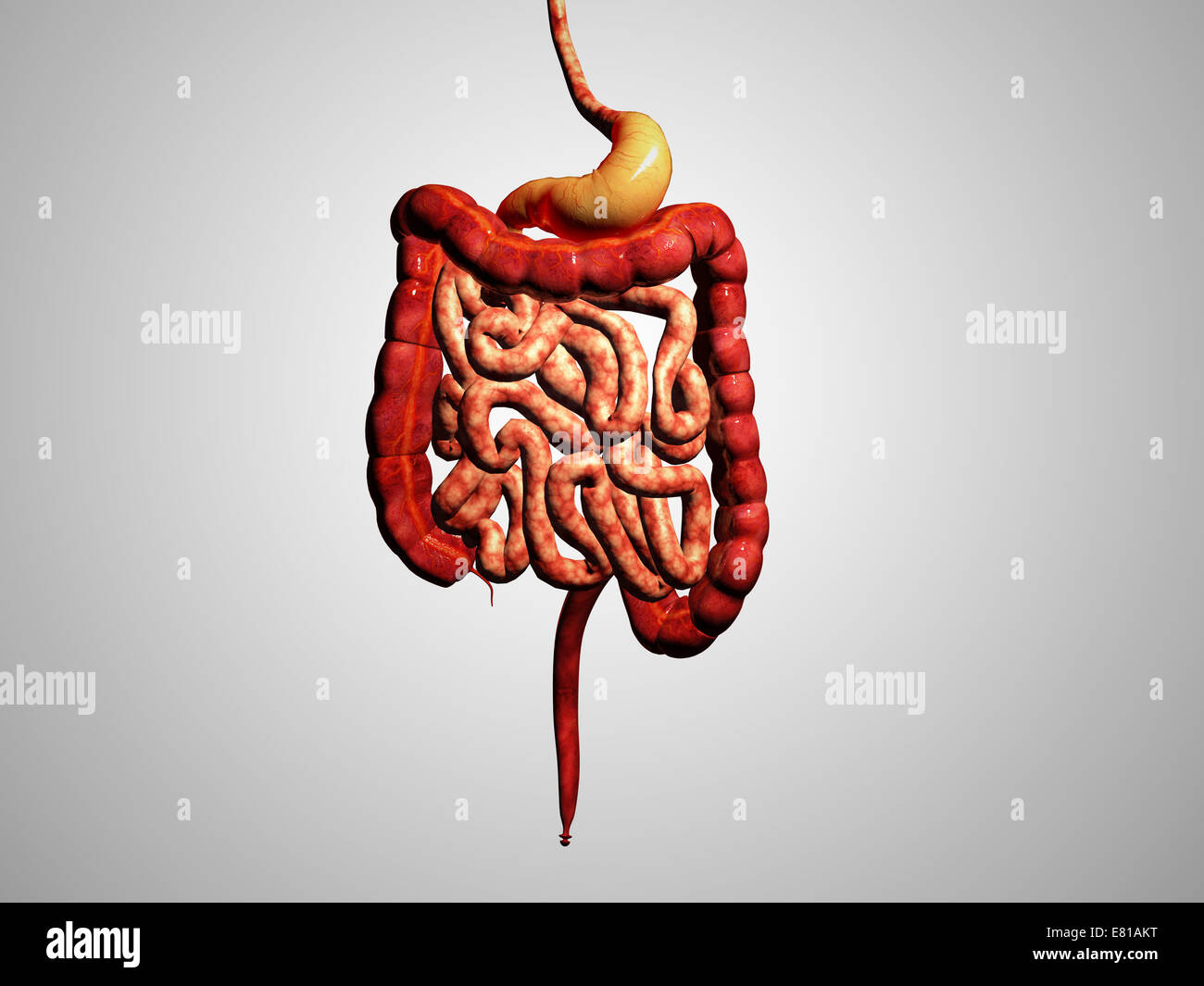 Vista frontale dell'apparato digestivo umano. Foto Stock