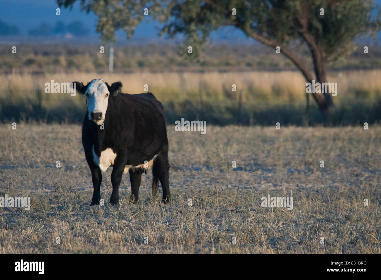 Bald di fronte carni bovine Vacca in un campo. Foto Stock