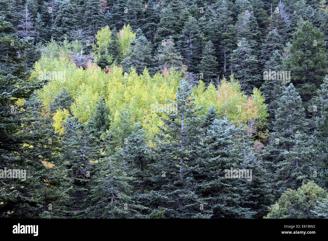 Aspens in Autunno a colori lungo la molla albero Trail Sandia Mtns del New Mexico - USA Foto Stock