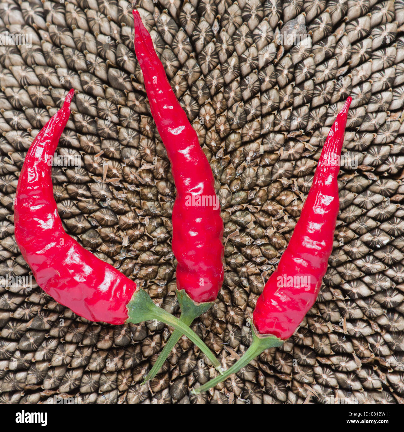 Il peperoncino e semi di girasole Foto Stock